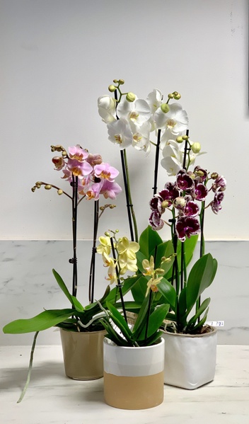 Orchidées