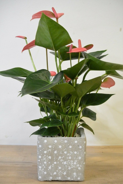 Anthurium