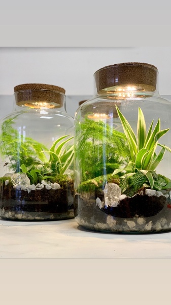 Terrarium lumineux