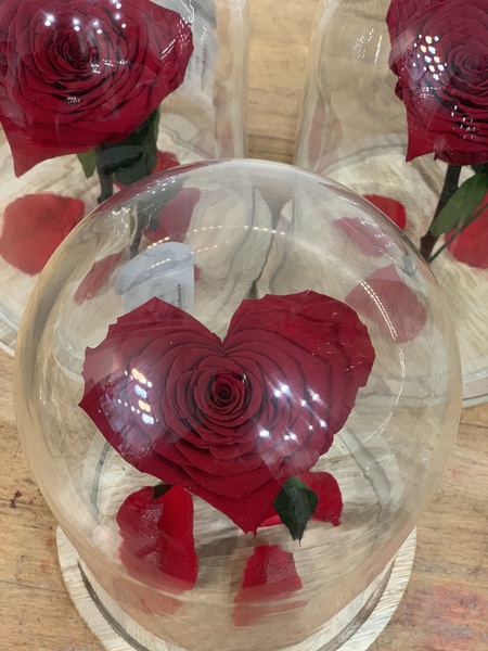 Rose éternelle cœur
