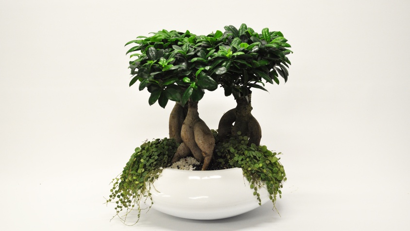 Les plantes