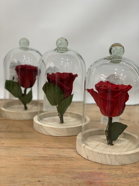 Rose éternelle S
