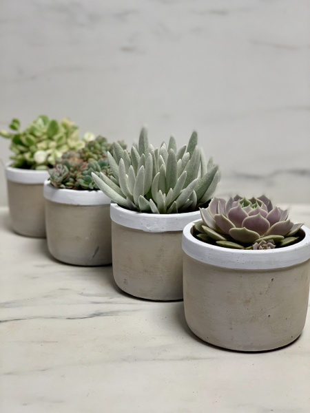 Plantes grasses