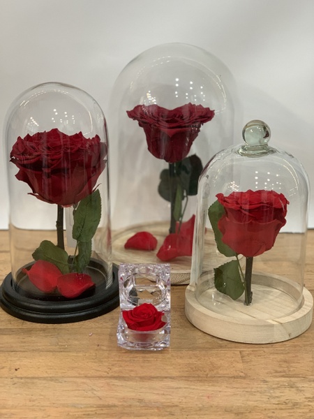 Les roses éternelles