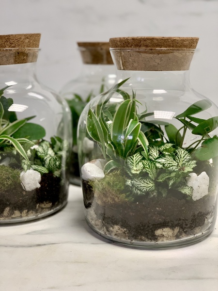 Terrarium 3