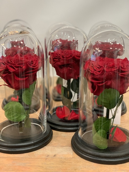 Rose éternelle M