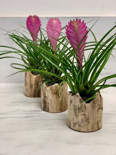 Tillandsia