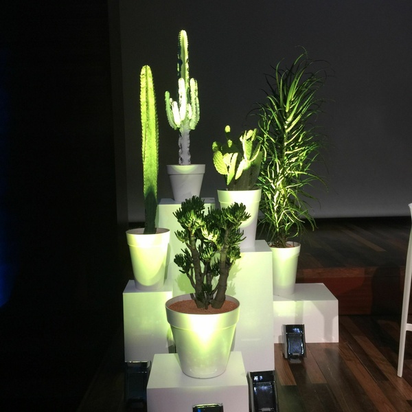 Location de plantes 2